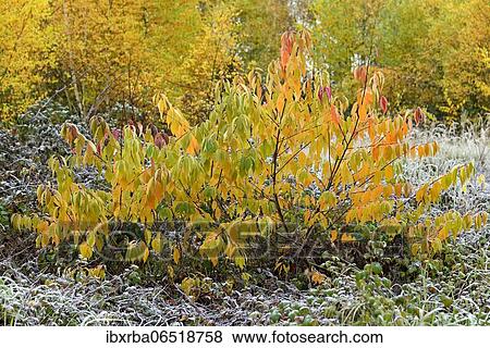 European Bird Cherry (Prunus padus), cane rash, leaves with autumn colouring, hoarfrost, autumn, North Rhine-Westphalia, Germany, Europe View Large Photo Image Stock Photo - European Bird Cherry (Prunus padus), cane rash, leaves with autumn colouring, hoarfrost, autumn, North Rhine-Westphalia, Germany, Europe. Fotosearch
