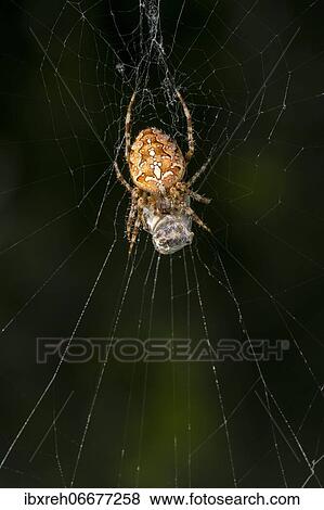 European garden spider (Araneus diadematus), sitting in the centre of its web, with spun-in prey, Tyrol, Austria, Europe View Large Photo Image Stock Photo - European garden spider (Araneus diadematus), sitting in the centre of its web, with spun-in prey, Tyrol, Austria, Europe. Fotosearch