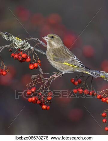 European greenfinch (Chloris chloris), female sitting on a lichen-covered branch of rowan with red berries, Swabian Alb Biosphere Reserve, Baden-Württemberg, Germany, Europe View Large Photo Image Stock Photograph - European greenfinch (Chloris chloris), female sitting on a lichen-covered branch of rowan with red berries, Swabian Alb Biosphere Reserve, Baden-Württemberg, Germany, Europe. Fotosearch