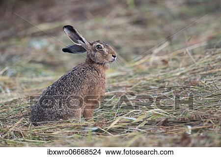 European hare (Lepus europaeus), Easter hare, mammal, Oldenburg Münsterland, Germany, Europe View Large Photo Image Picture - European hare (Lepus europaeus), Easter hare, mammal, Oldenburg Münsterland, Germany, Europe. Fotosearch