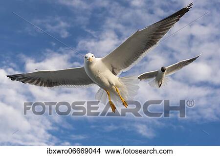 European herring gull (Larus argentatus) in flight against blue sky, sea, coast, North Sea, Netherlands View Large Photo Image Picture - European herring gull (Larus argentatus) in flight against blue sky, sea, coast, North Sea, Netherlands. Fotosearch