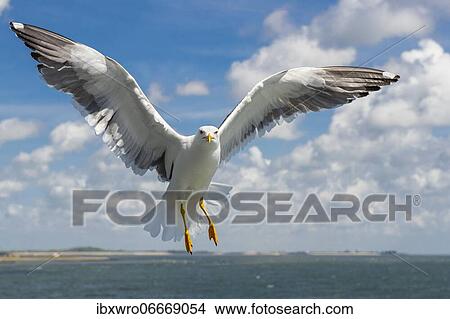 European herring gull (Larus argentatus) in flight against blue sky, sea, coast, North Sea, Netherlands View Large Photo Image Picture - European herring gull (Larus argentatus) in flight against blue sky, sea, coast, North Sea, Netherlands. Fotosearch
