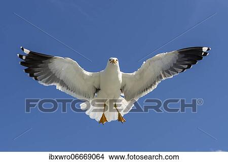 European herring gull (Larus argentatus) in flight against blue sky, sea, coast, North Sea, Netherlands View Large Photo Image Picture - European herring gull (Larus argentatus) in flight against blue sky, sea, coast, North Sea, Netherlands. Fotosearch
