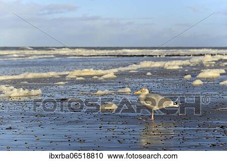 European herring gull (Larus argentatus) stands at the sandy beach and foam formation, North beach, Norderney, North Sea, East Frisian Islands, Lower Saxony, Germany, Europe View Large Photo Image Stock Image - European herring gull (Larus argentatus) stands at the sandy beach and foam formation, North beach, Norderney, North Sea, East Frisian Islands, Lower Saxony, Germany, Europe. Fotosearch