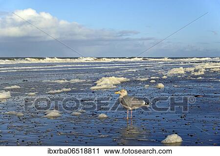 European herring gull (Larus argentatus) stands at the sandy beach and foam formation, North beach, Norderney, North Sea, East Frisian Islands, Lower Saxony, Germany, Europe View Large Photo Image Stock Image - European herring gull (Larus argentatus) stands at the sandy beach and foam formation, North beach, Norderney, North Sea, East Frisian Islands, Lower Saxony, Germany, Europe. Fotosearch