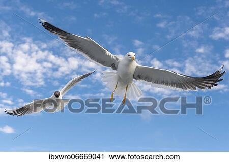 European herring gull (Larus argentatus) in flight against blue sky, sea, coast, North Sea, Netherlands View Large Photo Image Stock Image - European herring gull (Larus argentatus) in flight against blue sky, sea, coast, North Sea, Netherlands. Fotosearch