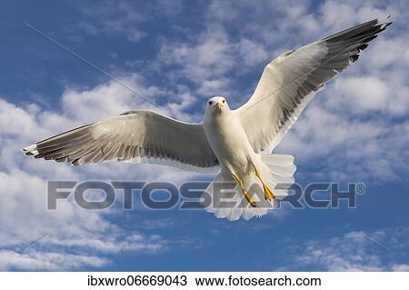 Stock Image - European herring gull (Larus argentatus) in flight against blue sky, sea, coast, North Sea, Netherlands. Fotosearch