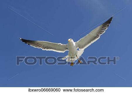 European herring gull (Larus argentatus) in flight against blue sky, sea, coast, North Sea, Netherlands View Large Photo Image Stock Image - European herring gull (Larus argentatus) in flight against blue sky, sea, coast, North Sea, Netherlands. Fotosearch