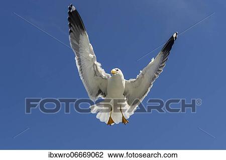 European herring gull (Larus argentatus) in flight against blue sky, sea, coast, North Sea, Netherlands View Large Photo Image Stock Image - European herring gull (Larus argentatus) in flight against blue sky, sea, coast, North Sea, Netherlands. Fotosearch