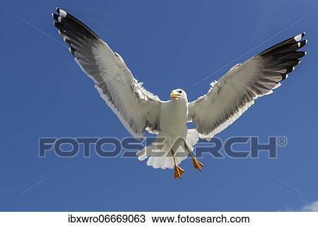 European herring gull (Larus argentatus) in flight against blue sky, sea, coast, North Sea, Netherlands View Large Photo Image Stock Image - European herring gull (Larus argentatus) in flight against blue sky, sea, coast, North Sea, Netherlands. Fotosearch