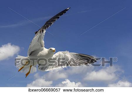 European herring gull (Larus argentatus) in flight against blue sky, sea, coast, North Sea, Netherlands View Large Photo Image Stock Photo - European herring gull (Larus argentatus) in flight against blue sky, sea, coast, North Sea, Netherlands. Fotosearch