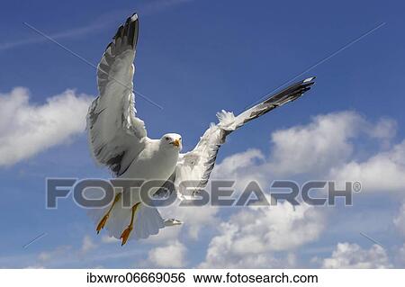 European herring gull (Larus argentatus) in flight against blue sky, sea, coast, North Sea, Netherlands View Large Photo Image Stock Photograph - European herring gull (Larus argentatus) in flight against blue sky, sea, coast, North Sea, Netherlands. Fotosearch