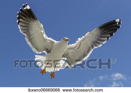 European herring gull (Larus argentatus) in flight against blue sky, sea, coast, North Sea, Netherlands View Large Photo Image Stock Photograph - European herring gull (Larus argentatus) in flight against blue sky, sea, coast, North Sea, Netherlands. Fotosearch