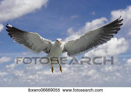 European herring gull (Larus argentatus) in flight against blue sky, sea, coast, North Sea, Netherlands View Large Photo Image Stock Photography - European herring gull (Larus argentatus) in flight against blue sky, sea, coast, North Sea, Netherlands. Fotosearch