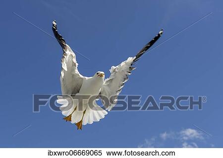 European herring gull (Larus argentatus) in flight against blue sky, sea, coast, North Sea, Netherlands View Large Photo Image Stock Photography - European herring gull (Larus argentatus) in flight against blue sky, sea, coast, North Sea, Netherlands. Fotosearch