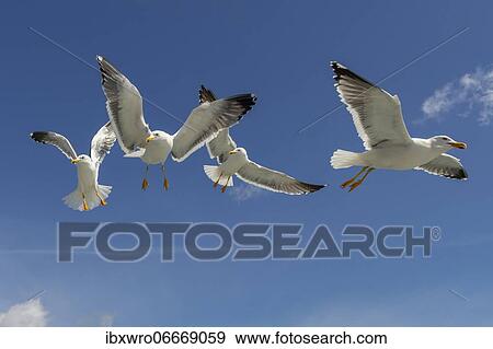 European herring gulls (Larus argentatus) in flight against blue sky, sea, coast, North Sea, Netherlands View Large Photo Image Stock Photo - European herring gulls (Larus argentatus) in flight against blue sky, sea, coast, North Sea, Netherlands. Fotosearch