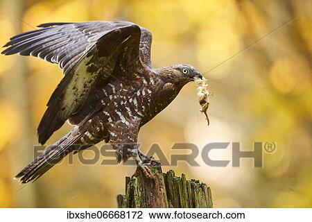 European honey buzzard (Pernis apivorus), on a tree trunk with prey, captive, Bavarian Forest National Park, Bavaria, Germany, Europe View Large Photo Image Stock Image - European honey buzzard (Pernis apivorus), on a tree trunk with prey, captive, Bavarian Forest National Park, Bavaria, Germany, Europe. Fotosearch