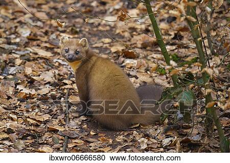 European pine marten (Martes martes) on the forest floor, Vechta, Lower Saxony, Germany, Europe View Large Photo Image Stock Image - European pine marten (Martes martes) on the forest floor, Vechta, Lower Saxony, Germany, Europe. Fotosearch