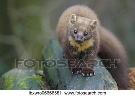 Stock Image - European pine marten (Martes martes) on a wood pile, Vechta, Lower Saxony, Germany, Europe. Fotosearch