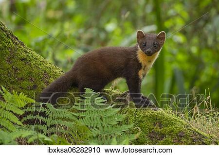 Stock Image - European pine marten (Martes martes) adult on a tree root, Scotland, United Kingdom, Europe. Fotosearch