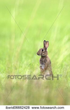 Stock Photo - European rabbit (Oryctolagus cuniculus), sitting upright, Lower Rhine, North Rhine-Westphalia, Germany, Europe. Fotosearch