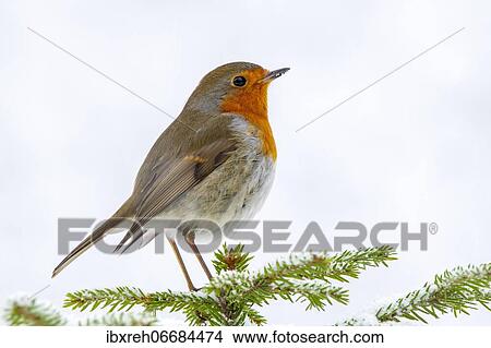 European robin (Erithacus rubecula), sitting on a spruce tree in winter, Terfens, Tyrol, Austria, Europe View Large Photo Image Picture - European robin (Erithacus rubecula), sitting on a spruce tree in winter, Terfens, Tyrol, Austria, Europe. Fotosearch