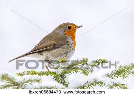 European robin (Erithacus rubecula), sitting on a spruce tree in winter, Terfens, Tyrol, Austria, Europe View Large Photo Image Stock Image - European robin (Erithacus rubecula), sitting on a spruce tree in winter, Terfens, Tyrol, Austria, Europe. Fotosearch