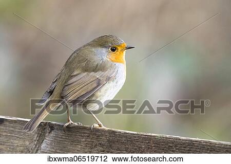 European robin (Erithacus rubecula) standing on wooden fence, Hesse, Germany, Europe View Large Photo Image Stock Image - European robin (Erithacus rubecula) standing on wooden fence, Hesse, Germany, Europe. Fotosearch