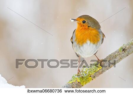 European robin (Erithacus rubecula) sitting on branch, snowflakes, Hesse, Germany, Europe View Large Photo Image Stock Photograph - European robin (Erithacus rubecula) sitting on branch, snowflakes, Hesse, Germany, Europe. Fotosearch