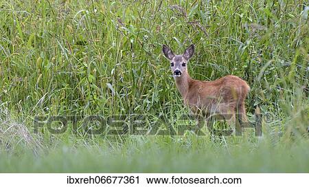 European roe deer (Capreolus capreolus), fawn, Burgenland, Austria, Europe View Large Photo Image Stock Image - European roe deer (Capreolus capreolus), fawn, Burgenland, Austria, Europe. Fotosearch