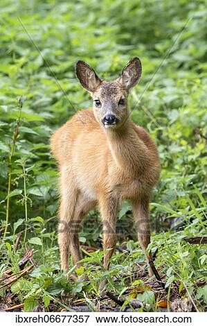 European roe deer (Capreolus capreolus), fawn, Burgenland, Austria, Europe View Large Photo Image Stock Photo - European roe deer (Capreolus capreolus), fawn, Burgenland, Austria, Europe. Fotosearch