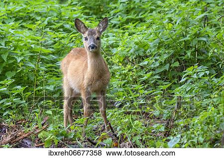 European roe deer (Capreolus capreolus), fawn, Burgenland, Austria, Europe View Large Photo Image Stock Photo - European roe deer (Capreolus capreolus), fawn, Burgenland, Austria, Europe. Fotosearch