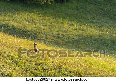 European roe deer (Capreolus capreolus), Meadow, Canton Aargau, Switzerland, Europe View Large Photo Image Stock Photo - European roe deer (Capreolus capreolus), Meadow, Canton Aargau, Switzerland, Europe. Fotosearch