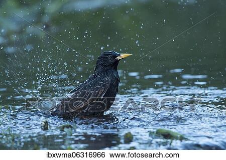 European Starling (Sturnus vulgaris), bathing, Hesse, Germany, Europe View Large Photo Image Stock Photograph - European Starling (Sturnus vulgaris), bathing, Hesse, Germany, Europe. Fotosearch