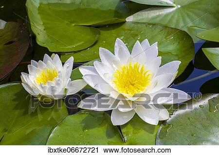 European white water lily (Nymphaea alba) Baden-Württemberg, Germany, Europe View Large Photo Image Stock Image - European white water lily (Nymphaea alba) Baden-Württemberg, Germany, Europe. Fotosearch