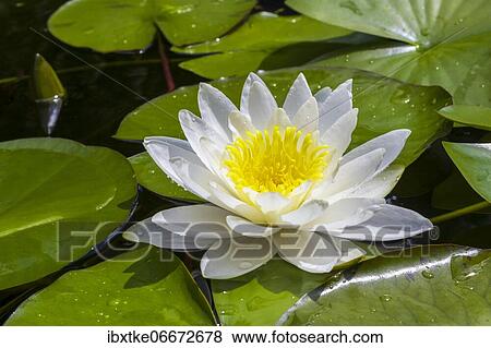 European white water lily (Nymphaea alba) Baden-Württemberg, Germany, Europe View Large Photo Image Stock Photo - European white water lily (Nymphaea alba) Baden-Württemberg, Germany, Europe. Fotosearch