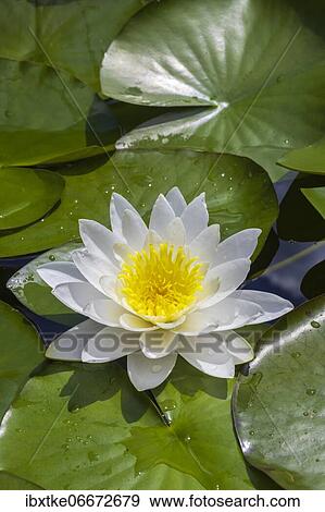 European white water lily (Nymphaea alba) Baden-Württemberg, Germany, Europe View Large Photo Image Stock Photo - European white water lily (Nymphaea alba) Baden-Württemberg, Germany, Europe. Fotosearch