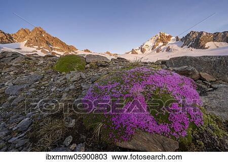 Stock Image - Evening mood, Blooming moss, Glacier du Tour, Glacier and mountain tops, High alpine landscape, Tête Blanche, Petite and Grande Fourche on the left, Aiguille du Chardonnet on the right, Chamonix, Haute-Savoie, France, Europe. Fotosearch