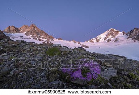 Stock Photography - Evening mood, Glacier du Tour, Glacier and mountain peaks, High alpine landscape, Tête Blanche, Petite and Grande Fourche on the left, Aiguille du Chardonnet on the right, Chamonix, Haute-Savoie, France, Europe. Fotosearch