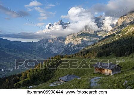 Evening mood, path leads to mountain huts, alpine pasture, Pfingstegg, behind the summit of the Wetterhorn, Jungfrau region, Grindelwald, Bern, Switzerland, Europe View Large Photo Image Picture - Evening mood, path leads to mountain huts, alpine pasture, Pfingstegg, behind the summit of the Wetterhorn, Jungfrau region, Grindelwald, Bern, Switzerland, Europe. Fotosearch