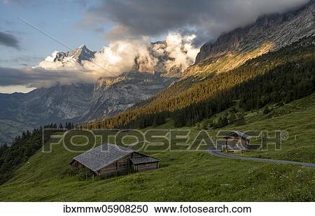 Evening mood, path leads to mountain huts, alpine pasture, Pfingstegg, behind the summit of the Wetterhorn, Jungfrau region, Grindelwald, Bern, Switzerland, Europe View Large Photo Image Stock Image - Evening mood, path leads to mountain huts, alpine pasture, Pfingstegg, behind the summit of the Wetterhorn, Jungfrau region, Grindelwald, Bern, Switzerland, Europe. Fotosearch