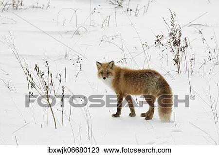 Stock Image - Ezo red fox (Vulpes vulpes schrencki) in the snow, Notsuke Peninsula, Hokkaido, Japan, Asia. Fotosearch
