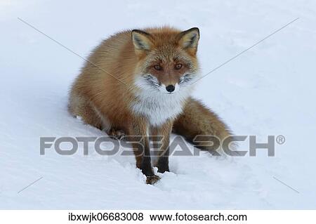 Stock Photo - Ezo red fox (Vulpes vulpes schrencki) sitting in the snow, Notsuke Peninsula, Hokkaido, Japan, Asia. Fotosearch