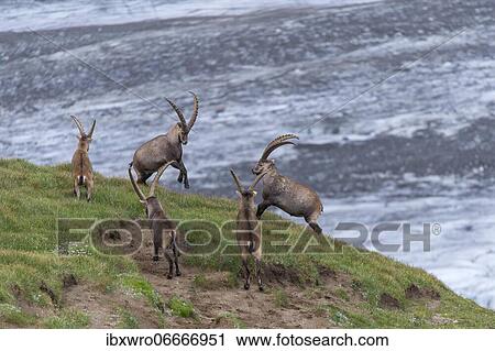 Fighting alpine ibex (Capra ibex), ibex, mountain, Alps, Hohe Tauern National Park, Austria, Europe View Large Photo Image Stock Image - Fighting alpine ibex (Capra ibex), ibex, mountain, Alps, Hohe Tauern National Park, Austria, Europe. Fotosearch