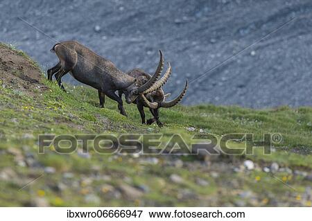 Fighting alpine ibex (Capra ibex), ibex, mountain, Alps, Hohe Tauern National Park, Austria, Europe View Large Photo Image Stock Photo - Fighting alpine ibex (Capra ibex), ibex, mountain, Alps, Hohe Tauern National Park, Austria, Europe. Fotosearch