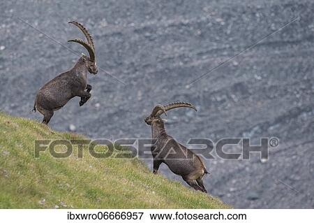 Fighting alpine ibex (Capra ibex), ibex, mountain, Alps, Hohe Tauern National Park, Austria, Europe View Large Photo Image Stock Photo - Fighting alpine ibex (Capra ibex), ibex, mountain, Alps, Hohe Tauern National Park, Austria, Europe. Fotosearch