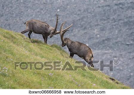 Fighting alpine ibex (Capra ibex), ibex, mountain, Alps, Hohe Tauern National Park, Austria, Europe View Large Photo Image Stock Photo - Fighting alpine ibex (Capra ibex), ibex, mountain, Alps, Hohe Tauern National Park, Austria, Europe. Fotosearch