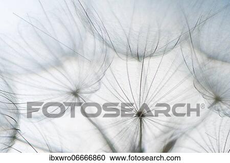 Filigree fruit stalks of a composite, filigree, abstract, graphic, Eichstätt, Bavaria, Germany, Europe View Large Photo Image Stock Image - Filigree fruit stalks of a composite, filigree, abstract, graphic, Eichstätt, Bavaria, Germany, Europe. Fotosearch