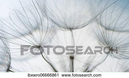 Stock Image - Filigree fruit stalks of a composite, filigree, abstract, graphic, Eichstätt, Bavaria, Germany, Europe. Fotosearch
