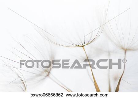 Stock Image - Filigree fruit stalks of a composite, filigree, abstract, graphic, Eichstätt, Bavaria, Germany, Europe. Fotosearch